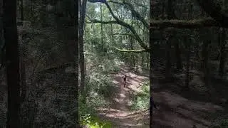 Sweet wooden berm at #santosbikepark! #mtb #berm #viral #fyp #makethisgoviral