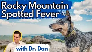 Rocky Mountain Spotted Fever In The Dog.  Dr. Dan Explains disease, symptoms, and treatment.