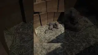RDR2 LEGENDARY Panther Vs Dutch  #shorts #gta5 #rdr2 #shortsvideo #shortvideo #short #rdr