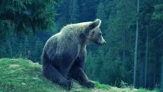 #World's most beautiful animals #animals 