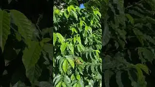 Coffee beans ~ Royal Botanic Garden Sydney, Australia
