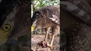 #HawkLife #Eaglelife #Hawk #Owl #Wildlife #Animal #Dailyanimals #Eagle #wildlifedaily #BirdLife