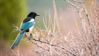 Magpie Call Sound Effect | Free Sound Effects | Animal Sounds