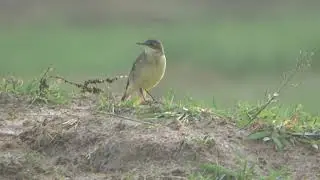 Western yellow Wagtail calling