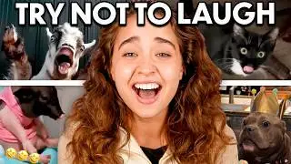 Try Not To Laugh: Funniest Animal Videos On The Internet!