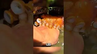 La force incroyable des ventouses de la pieuvre