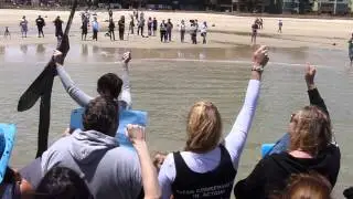 Save Our Sharks (SOS) Protest Glenelg Beach Adelaide