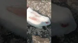 Rabbit🐇#shorts #cuteanimal #cute #youtubeshorts #ytshorts #ratanvlogs