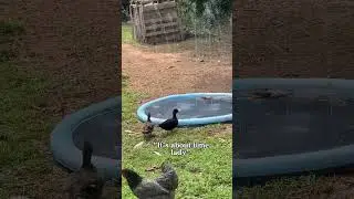 Ducks Demand Splash Pad #callduck #hobbyfarm #raisingducks