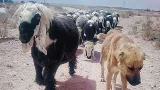 Pakistan Most Expensive sheep breed | Famous Kadcocha Mastung Sheeps | Sheep Breeds