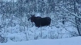 Alaskan moose. First one I spotted this winter. Enjoy. RocOn ✌️😎