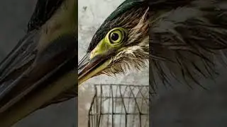 Black bittern 🖤