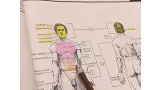 How I Color my Anatomy Coloring Book
