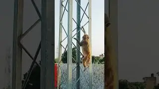 Monkey Funny video /Monkey stunt video / animal planet / discovery of animal