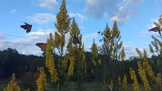 Monarch Migration event at the Black Mountain Monarch Waystation Oct 3 2023