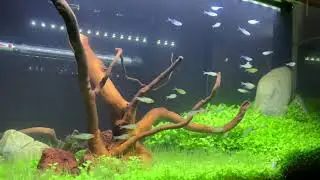 Carpet tank update. Introducing fish after tank cycling