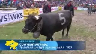 Cow Fighting in the Swiss Alps: Alpine village of Aproz in Switzerland hosts cow fighting finals