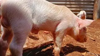 Working on a Tiny Farm in Kenya – Piglets Roaming Free (Live)