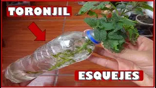 COMO OBTENER PLANTAS DE TORONJIL CON PORCIONES DE TALLO O ESQUEJES