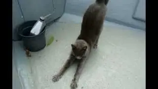 Nautical Cat