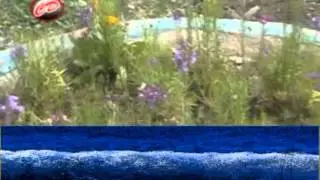 Ajj Kala Jora Pa, Sanam Afreen, Hindko Seraiki Song, Hazargai Gulture