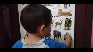 Wild Animals || Learning and Pointing-out || Mother and son bonding 🥰