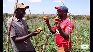 Mkulima Digital Open Field Nyanya Laikipia