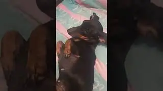 Зацепила чем-то просто так🐕#собака #такса #animals #dog