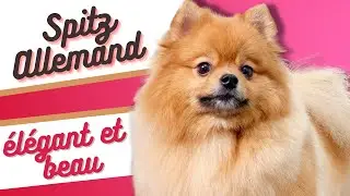 Caract&eacute;ristiques De La Race De Spitz Allemand 🐩