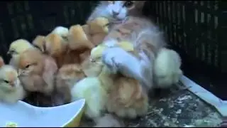 Ginger family (Рыжее семейство)