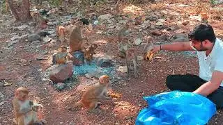 Bandar ko kela khilaya #charity #help #animals #monkey 