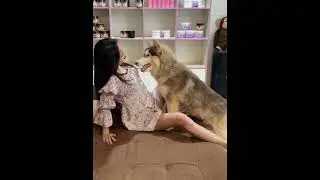 СУПЕР СМЕШНОЙ ТОТО, ПЕРЕСТАНЬТЕ позволять ТОТО воровать мою еду