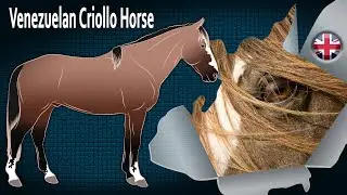 Venezuelan Criollo Horse, the horses par excellence of Llaneros riders, Horse breeds