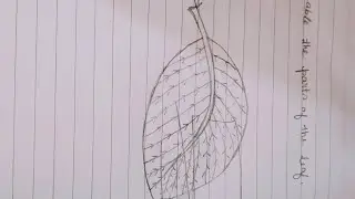 How to make label the parts of the leaf.|| Shama vlog channel