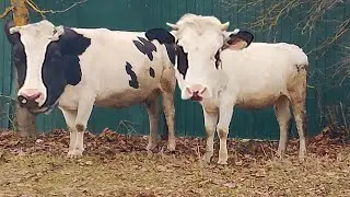 2 cows on the farm mooing