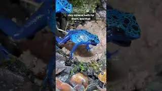 Why Is My Poison Dart Frog Covered In Mud?!? #fyp #youtubeshorts #poisondartfrog