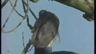 Goshawk hunt pheasant