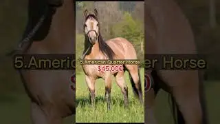TOP 7 MOST EXPENSIVE HORSE BREEDS IN THE WORLD