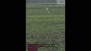 Amazing Jump in Leg Rabbit, #animalseries