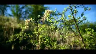 Spring. Videographer - Sergey Leshkov.