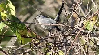 Gray Catbird Sept 29 2025