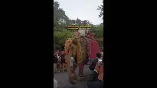 Elephant Rental for Wedding Baraat