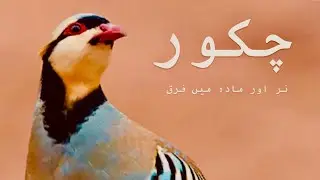 Chakore Bird | Difference Between Male And Female Chakore | Village Life Vlogs | Shahar Main Dehat