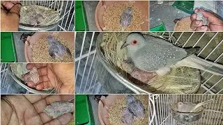 Beautiful diamond dove breeding progress 2026 | Dove breeding performance 