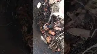 My old compost bin was a magical ecosystem #bioreactor #compost #gardening