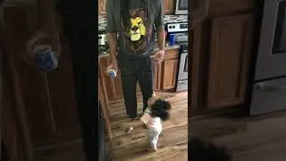 Nova stay begging for food #foryou #fyp #nova #funny