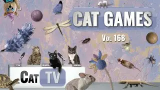 CAT Games | Ultimate Cat TV Compilation, том 168 | 8 ЧАСОВ 🐝🐞🦋🦎🦜🐜🐭🧵