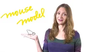 What is a mouse model?