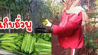 เก็บกิน เก็บขาย🥒 #ผักสวนครัว  #เกษตรอินทรีย์ #farming #garden #gaming #vegetables