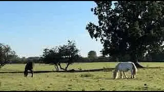 At Grass
